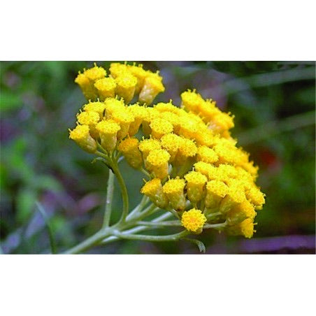 Hydrolat d'Immortelle précieuse "Hélychrise italienne" Bio 200 ml - Bioflore