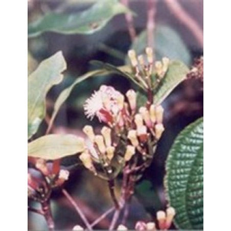 Huile essentielle de Girofle Bio 10 ml - Bioflore